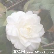 宁波镇海白色茶梅的花语