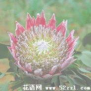 宁波镇海帝王花（菩提花）的花语