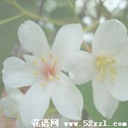 宁波镇海油桐花的花语