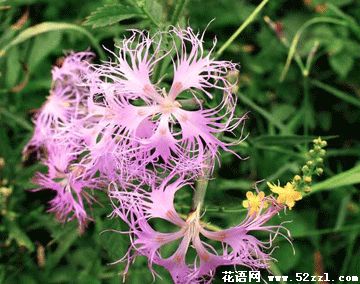 宁波镇海瞿麦的花语