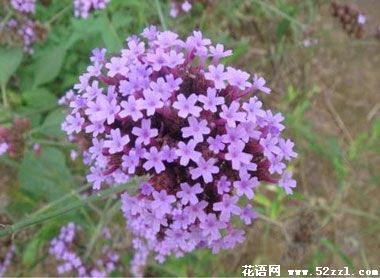 宁波镇海百里香（麝香草）的花语