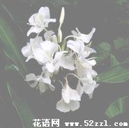 宁波镇海姜花的花语