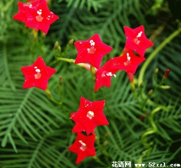 宁波镇海五星花（茑萝花）的花语