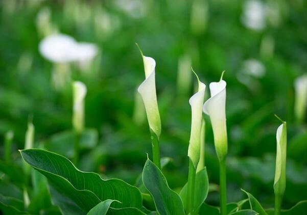 宁波镇海海芋花的花语是什么