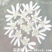 宁波镇海蕾丝花的花语