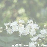 宁波镇海珍珠梅的花语