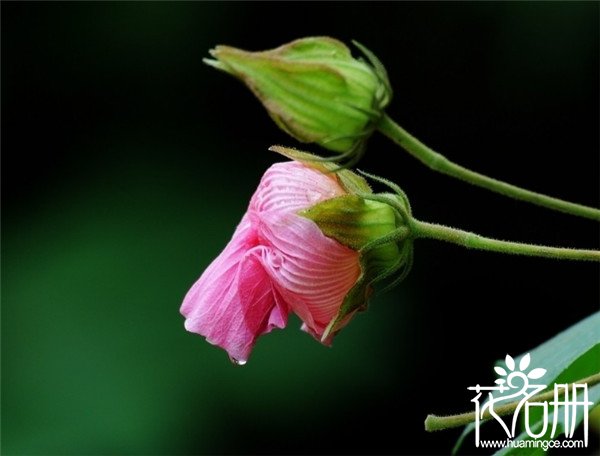 宁波镇海芙蓉花花语是什么，贞操/纯洁/纤细之美