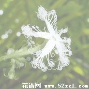 宁波镇海变色瓜的花语