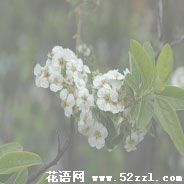 宁波镇海笑靥花的花语