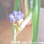 宁波镇海孔雀兰的花语