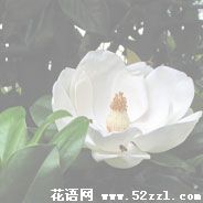 宁波镇海广玉兰（荷花玉兰）的花语