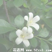 宁波镇海九里香的花语