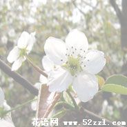 宁波镇海梨花的花语