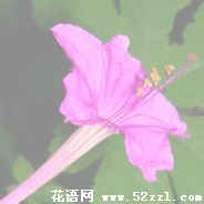 宁波镇海胭脂花的花语