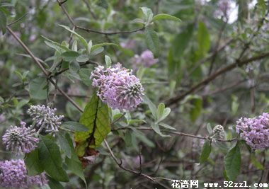 宁波镇海密蒙花的花语