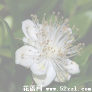 宁波镇海香不桃的花语