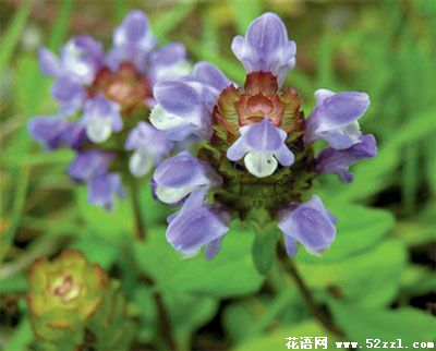 宁波镇海夏枯草的花语