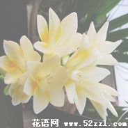 宁波镇海香雪兰（小苍兰）的花语