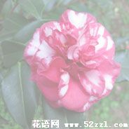 宁波镇海红色茶梅的花语