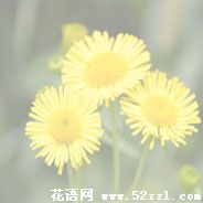 宁波镇海六月菊的花语