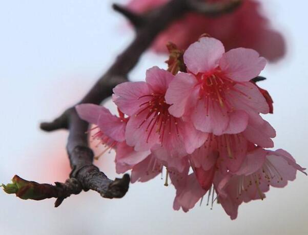 宁波镇海山樱花的花语