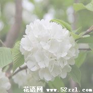 宁波镇海琼花（蝴蝶花）的花语