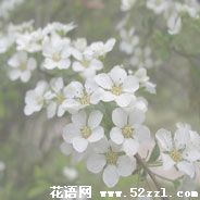 宁波镇海珍珠花的花语