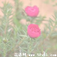 宁波镇海半枝莲（韩信草）的花语