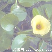 宁波镇海萍逢草的花语