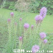 宁波镇海猫尾花（蛇鞭菊）的花语