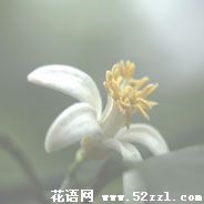 宁波镇海柠檬花的花语