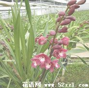 宁波镇海大花蕙兰的花语