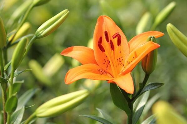 宁波镇海百合花花语是什么，代表着美好的家庭和伟大的爱