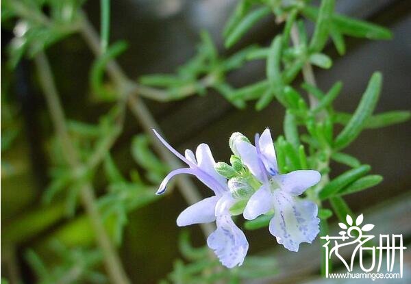 宁波镇海迷迭香的花语是什么 留住美好的回忆