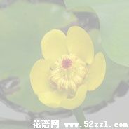 宁波镇海萍蓬草的花语