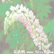 宁波镇海鲁冰花（羽扇豆）的花语