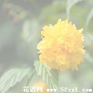 宁波镇海棣棠花的花语