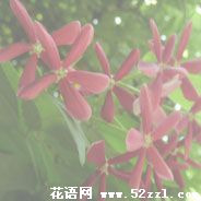 宁波镇海使君子（留球子）的花语