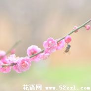 宁波镇海梅花的花语