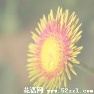 宁波镇海白日菊的花语