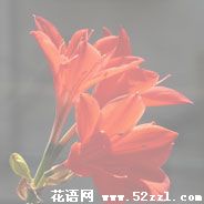 宁波镇海火花兰的花语