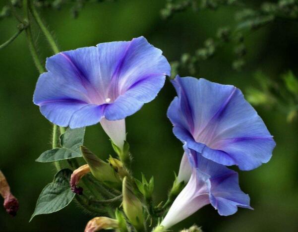 宁波镇海牵牛花花语