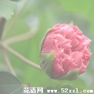 宁波镇海芙蓉花的花语