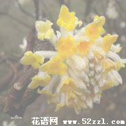 宁波镇海打结花（黄瑞香）的花语