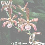 宁波镇海花蜘蛛兰的花语