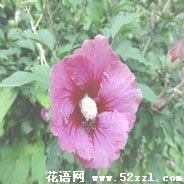 宁波镇海扶桑花的花语