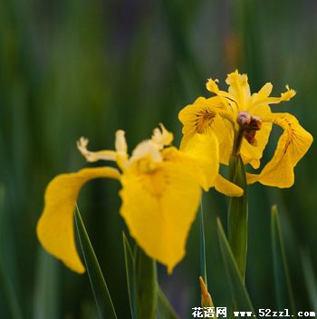 宁波镇海小鸢尾花（明黄色）的花语