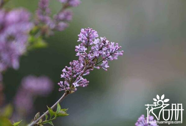 宁波镇海丁香花的花语是什么 纯洁的初恋