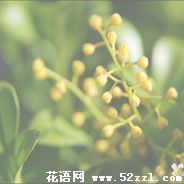 宁波镇海米兰花的花语