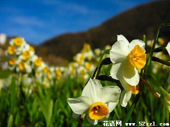 宁波镇海山水仙的花语